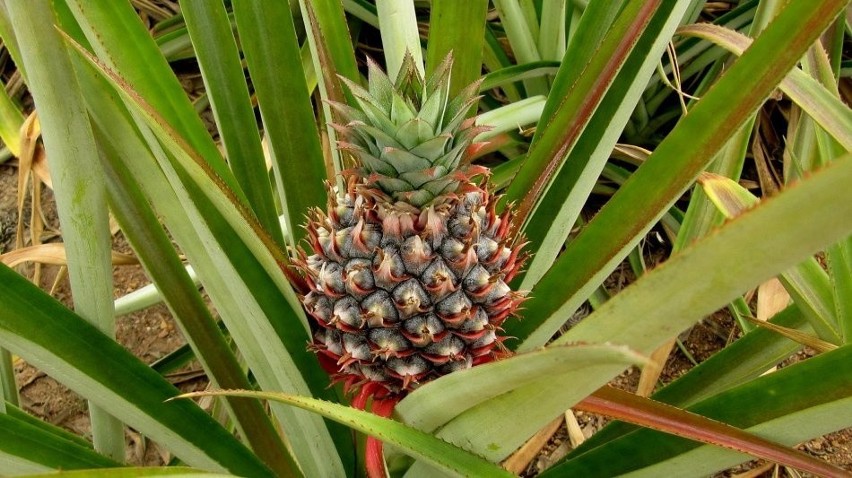 Na koniec deser czyli ananas. To owoc, zrośnięty z częścią...