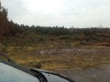 Właściciele działek z zarzutami za wycinkę drzew w Łebie