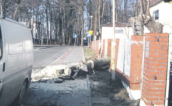 Miasto wydało zgodę na wycinkę 31 drzew przy ulicy Jagiellońskiej.