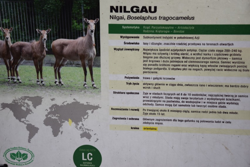 Najwięksi domownicy chorzowskiego zoo