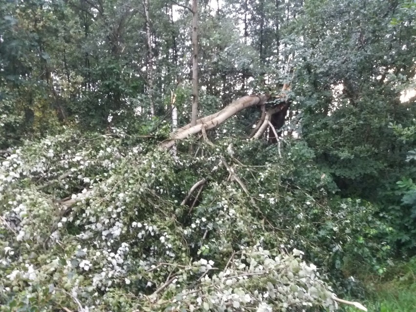 Skutki nawałnicy w Jastrzębiu: Przygniecione auta, powalone...