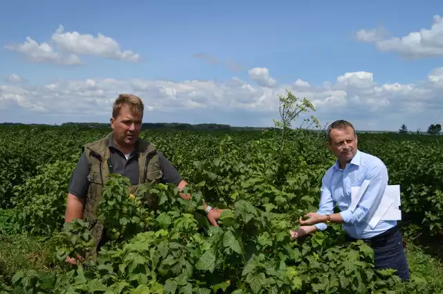 - Nie wiem, czy w tym roku uzyskam 25 procent z tego, co przy normalnym roku zbieram z pola - mówi Piotr Stachnik, , właściciel 70 ha czarnej porzeczki w Zawadzie na Podkarpaciu.