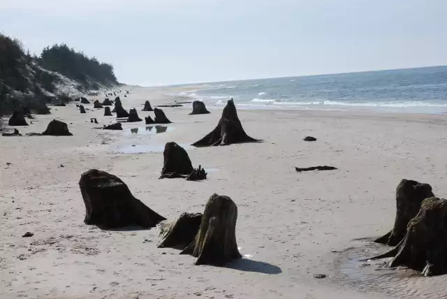 Martwy las na plaży w Słowińskim Parku Narodowym.