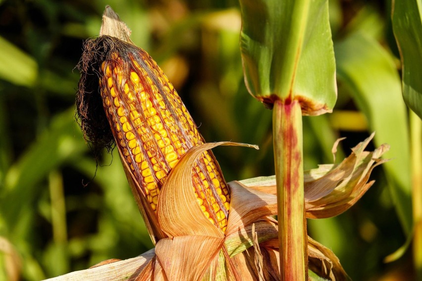 Kukurydzy szkodzą larwy i osobniki dorosłe stronki...