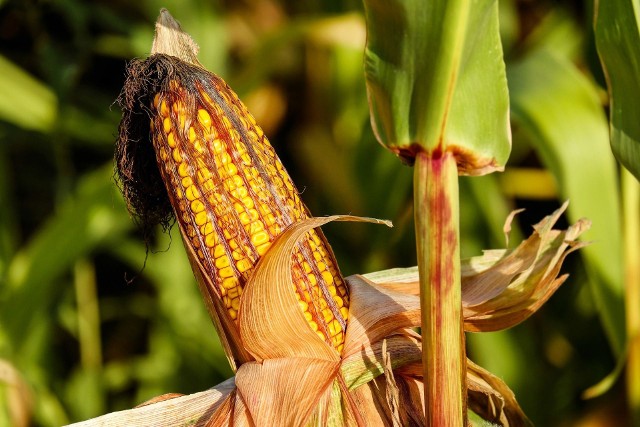 Kukurydzy szkodzą larwy i osobniki dorosłe stronki kukurydzianej. Najgroźniejsze dla roślin jest jednak żerowanie larw na korzeniach, które prowadzi do deformacji roślin, a nawet ich obumarcia.