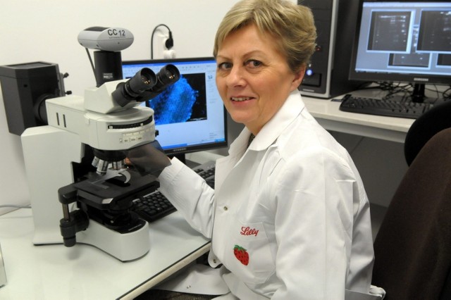Prof. Ginalska razem z zespołem naukowców opracowała biomateriał, którym można skutecznie wypełniać ubytki kostne
