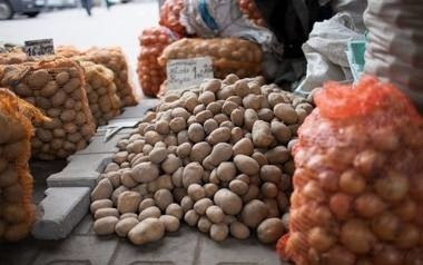Producenci ziemniaków są  rozgoryczeni sytuacją na rynku. Ceny kartofli  spadły poniżej granicy opłacalności