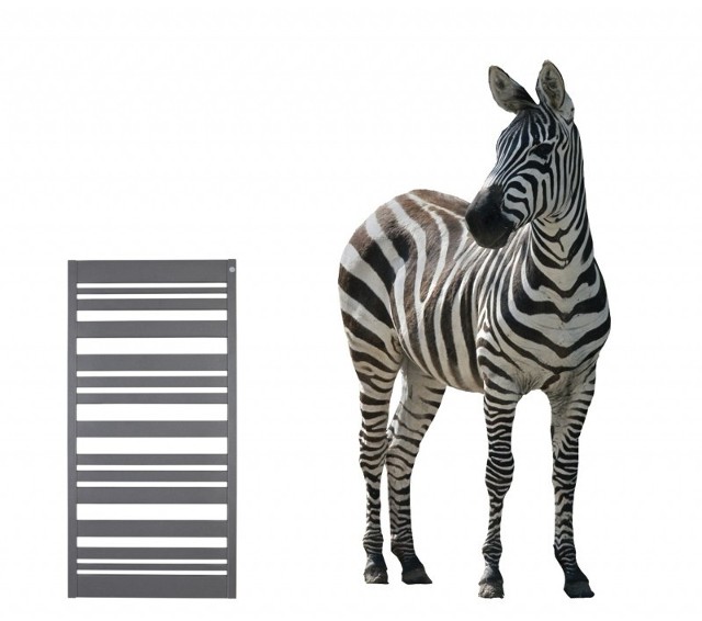 Zebra i zebra!