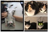 Dzień Kota 2023: Najśmieszniejsze memy o kotach 17 lutego w dniu ich święta. Jak nie kochać tych czworonogów? Uśmiechnijcie się!