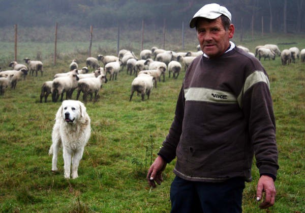 Antoni Dydak hoduje owce od wielu lat. Nie ma roku, aby nie poniósł strat z powodu wilczych ataków.