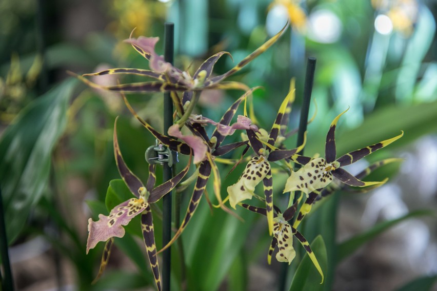 Kraków. Światowa Wystawa Orchidei, Bonsai i Sukulentów. Cuda, cudeńka [ZDJĘCIA]