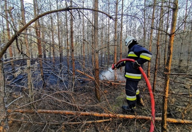 W poniedziałek, 2 maja 2022 roku, doszło do pożaru lasu na granicy powiatów pleszewskiego i konińskiego. W akcji gaśniczej wzięło udział siedem jednostek straży pożarnej.