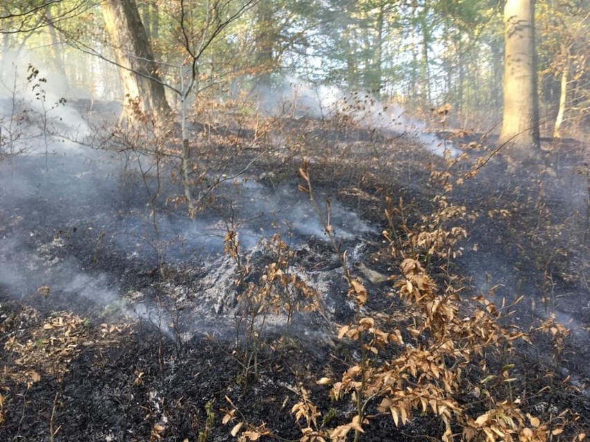 Seria pożarów w lesie między Siedlcem i Dubiem. Mieszkańcy już cztery razy dostrzegli zarzewie ognia