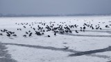 Łyski, łabędzie i kaczki na tafli jeziora Pogoria III w Dąbrowie Górniczej. Jest ich mnóstwo. Ptaki czekają aż zima nieco odpuści 