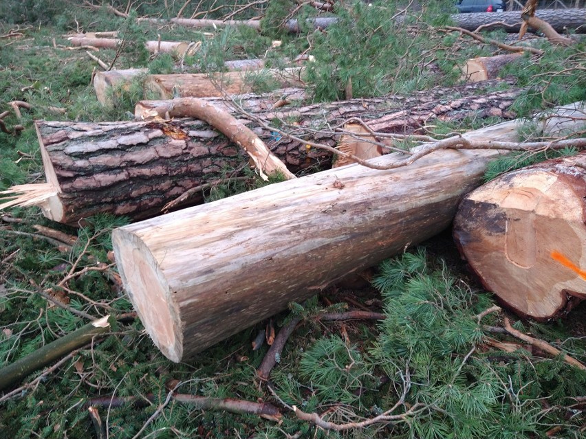 Supraśl. W Puszczy Knyszyńskiej leśnicy wycinają jedne z ostatnich starych borów sosnowych. Mieszkańcy i przyrodnicy są przeciw