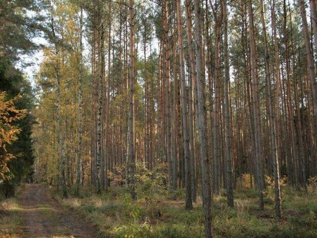 Zwłoki znaleziono w lesie między Maksymilianowem a Bożenkowem. Tajemniczą śmierć wyjasnia policja pod nadzorem prokuratury.