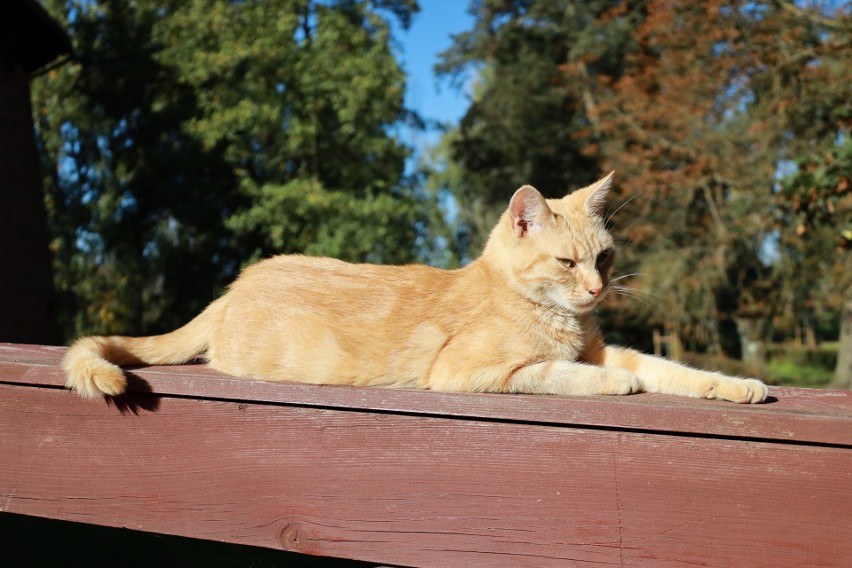 Urocza kotka leżakuje też na deskach mostku przed zamkiem
