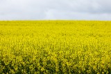 Kwitną piękne pola rzepaku w Wielkopolsce. Zobacz wyjątkowe zdjęcia fotoreportera "Głosu"