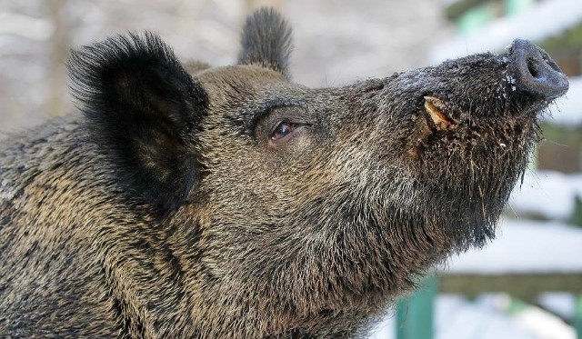 Dziki odwiedzają okolice os. Falkowa