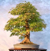 Drzewko Bonsai - dzieło sztuki