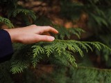 Tak uratujesz brązowe tuje z ogrodu. Tylko jeden składnik jest kluczowy - domowy oprysk na schnące tuje [28.03.24]