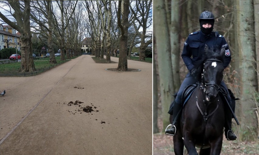 Policyjne konie brudzą w szczecińskim Parku Kasprowicza. Kto po nich posprząta?