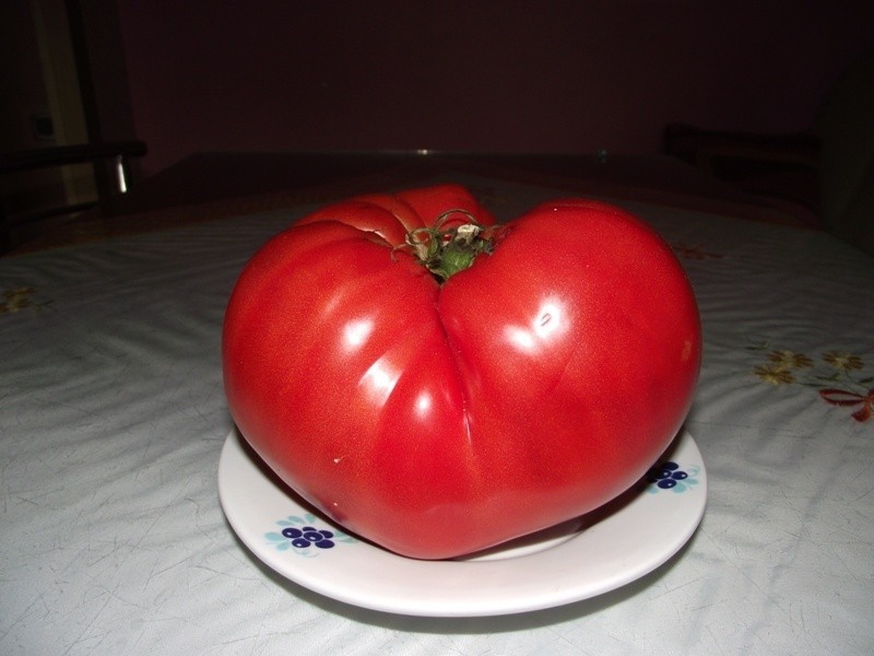Takim pomidorem naje się cala rodzina. Pomidor został...