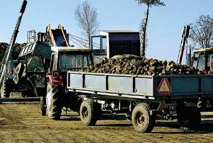 Buraki skupione w czasie tegorocznej kampanii są wyjątkowo dobrej jakości.