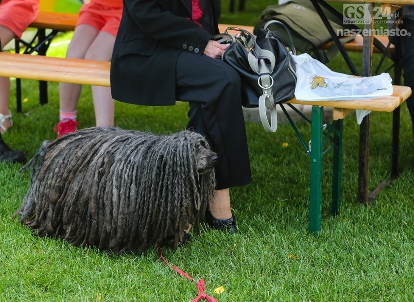 Piękne psy w Szczecinie. Wystawa Psów Rasowych na Arkonii 