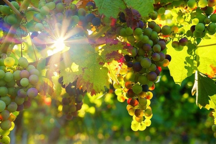 Winogrona należą do nielicznych owoców zawierających jod -...