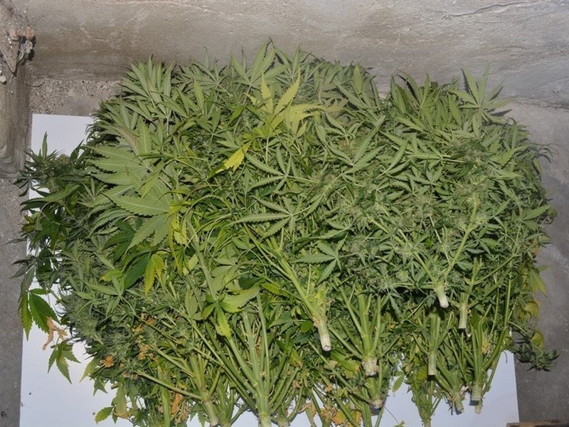 Policjanci zlikwidowali dwie plantacje marihuany w Nowym...
