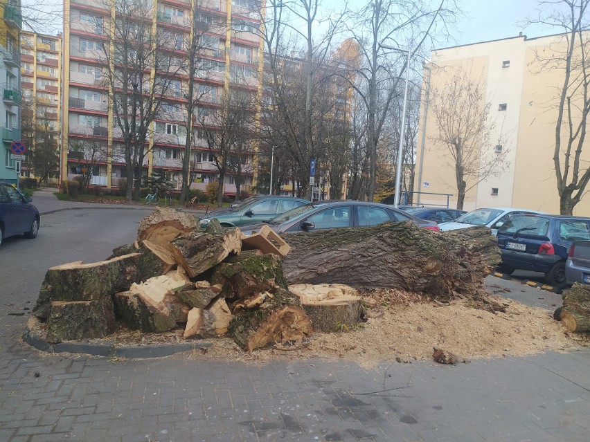 Na Osiedlu Tysiąclecia rozpatrywana jest wycinka 19 drzew....