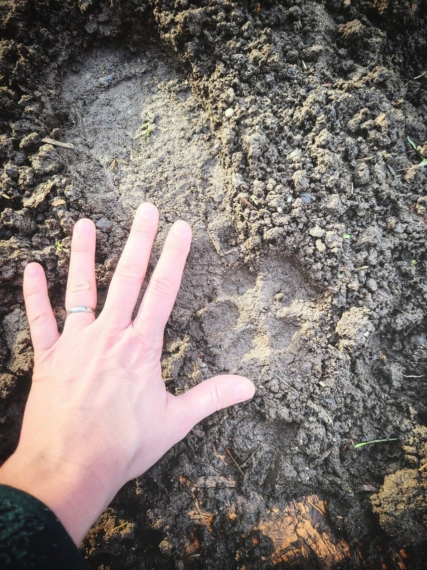 Wilki zapolowały na stado owiec w Sulistrowiczkach