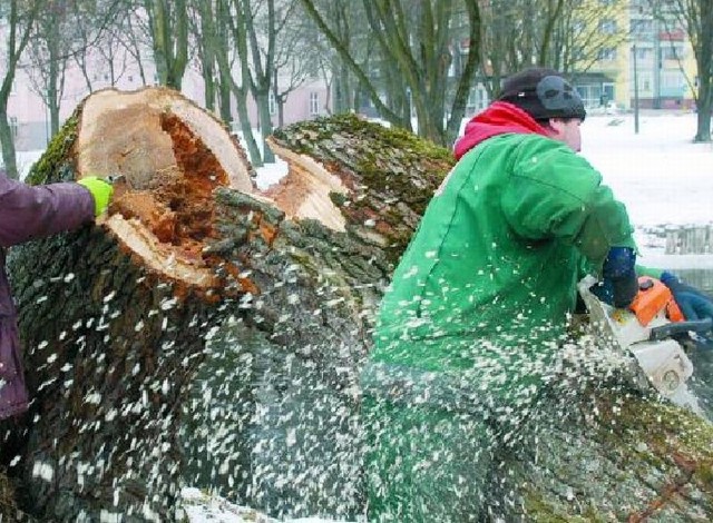 Codziennie na świecie wycinana jest gigantyczna ilość drzew po to by mógł powstawać papier. Akcja propaguje zbieranie makulatury i sadzenie nowych drzew.