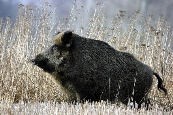 Myśliwi twierdzą, że byłoby im łatwiej wykonać plany łowieckie, gdyby zniesiono ograniczenia dotyczące polowań zbiorowych