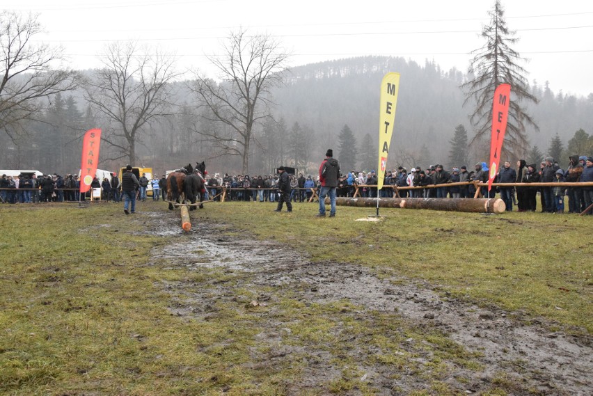 Zawody Furmanów w Węgierskiej Górce. Rywalizacja tylko dla twardzieli. W deszczu i błocie ZDJĘCIA + WIDEO