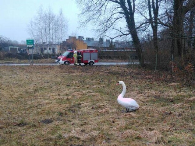 Strażacy uratowali rannego łabędzia