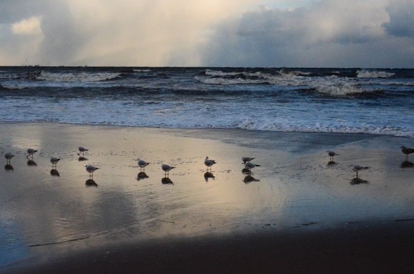 Spacer po sopockiej plaży. Zima na Pomorzu. Wybraliśmy się na spacer nad morze [ZDJĘCIA] 