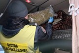 Blisko 22 kg marihuany były ukryte w kabinie ciężarówki