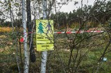 Masowa wycinka drzew w Bydgoszczy czy zbiorowa fatamorgana [zdjęcia]