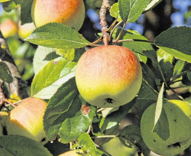 Październik w ogrodzie to czas zbioru ostatnich jabłek i gruszek