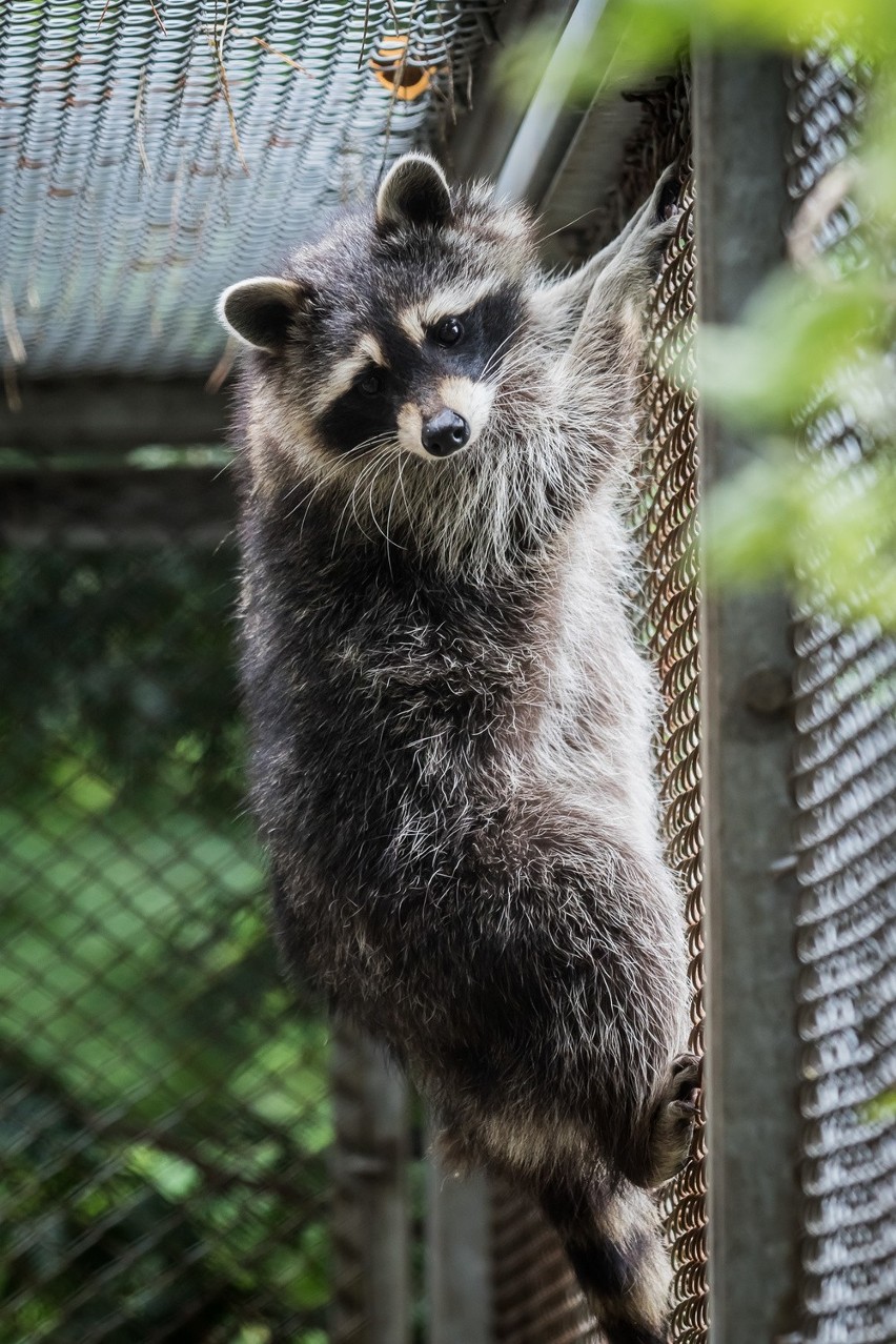 Wakacyjna środa w zoo. Co zajadają na drugie śniadanie szopy pracze?