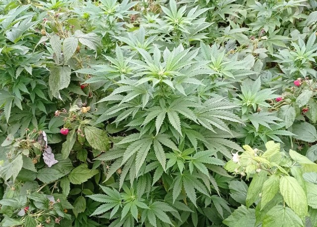 Taka marihuana rosła wśród malin w ogrodzie pod Kruszwicą