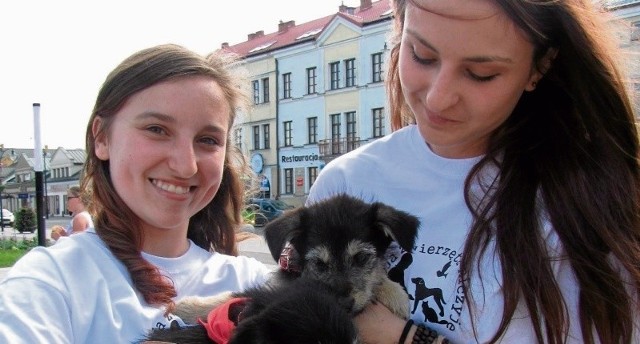 Podczas środowego happeningu udało się znaleźć opiekunów dla kilku szczeniaków