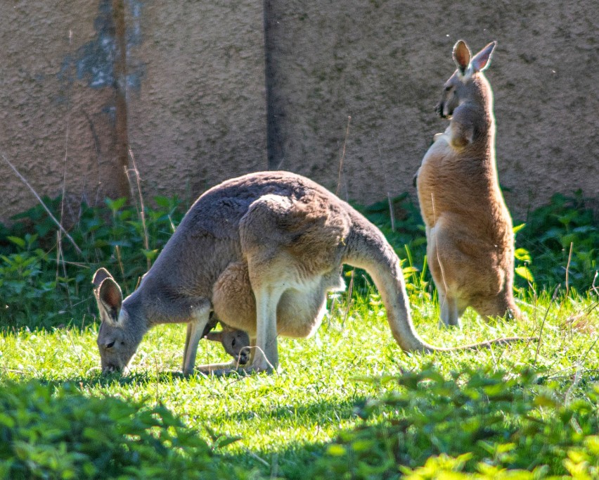 Młodszy z kangurów wciąż siedzi w torbie, ale coraz bardziej...