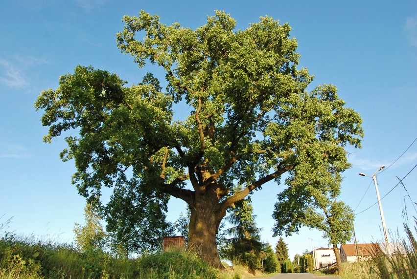 Dąb Ustrobniak z Ustrobnej koło Krosna walczy o tytuł Drzewa Roku. Głosowanie trwa do końca czerwca [ZDJĘCIA]