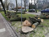 W Kołobrzegu znów ruszyła wycinka. Pod piłami pada 12 kolejnych drzew uznanych za obumierające