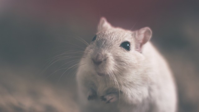 Myszy biegały po półkach z pieczywem w Biedronce? Zdjęcie krąży w internecie, sklep wydał oświadczenie