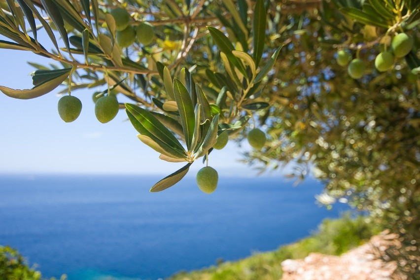 Drzewko oliwne.