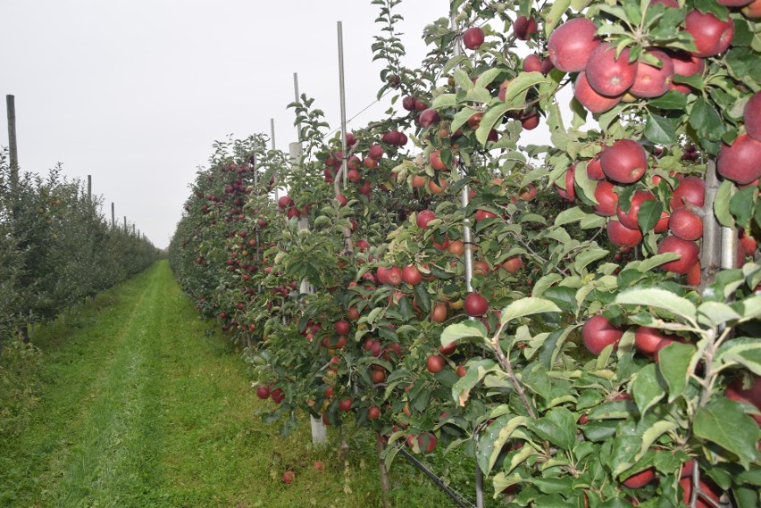 W sadach grójecko – wareckiego zagłębia jabłkowego trwa zbiór owoców, ale będzie to bardzo ciężki rok dla sadowników. Zobacz zdjęcia